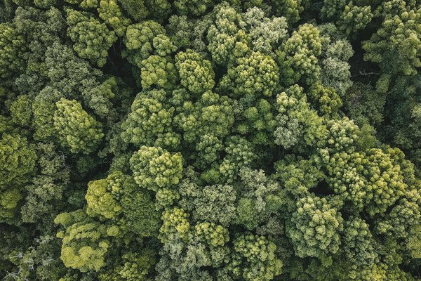 Quel animal représente la sagesse ?