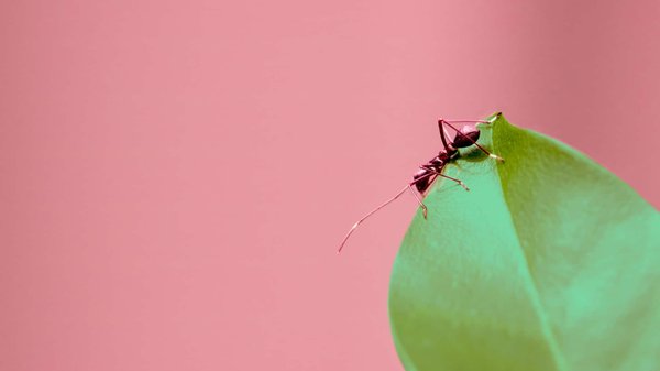 Les entreprises de désinsectisation : partenaires essentiels pour un environnement sain